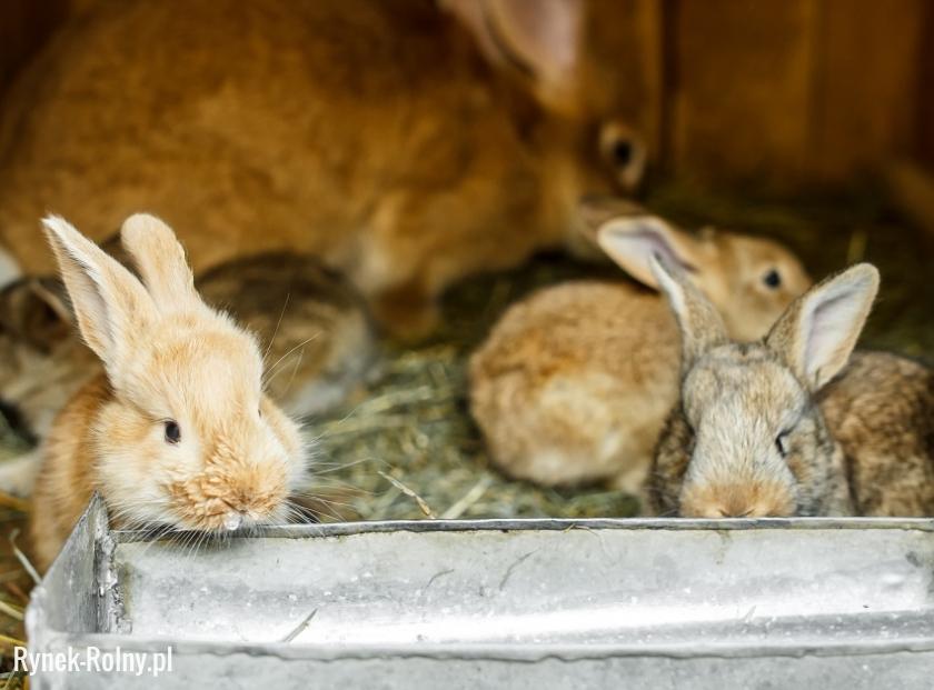 Żywienie młodych królików 