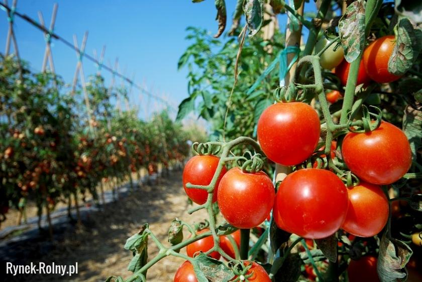Uprawa pomidorów gruntowych