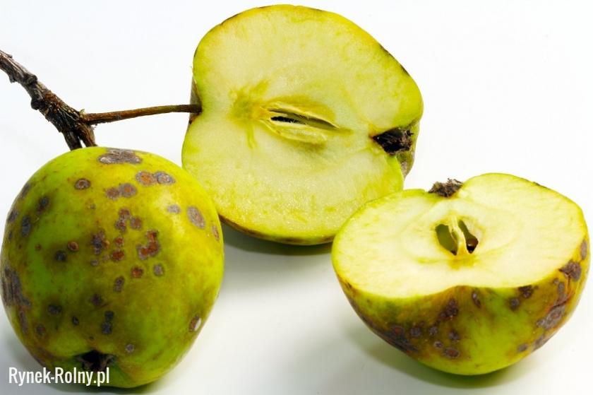 Owoce zaatakowane przez parcha jabłoni