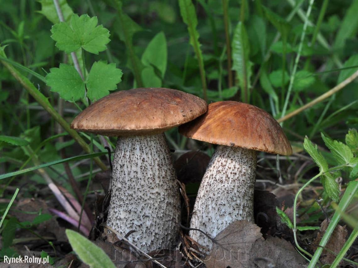 Подберезовик группа грибов. Подберёзовик обыкновенный. Съедобные грибы подберезовик. Обабок гриб. Подберёзовик обыкновенный Болетовые.