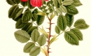 Róża jabłkowata